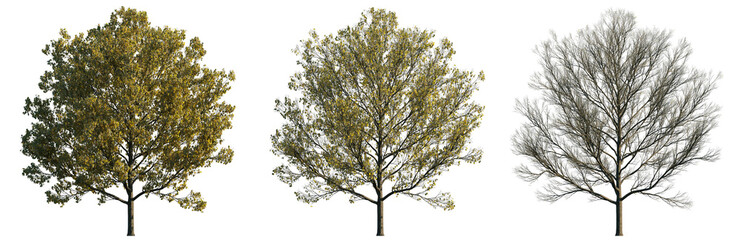 Autumn Trees in Stages of Leaf Fall isolated png on transparent background premium cutout. Foreground tree