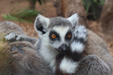 cute limur, portrait photo