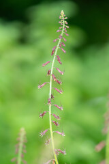Close up of flowers on a piggyback plant (tolmiea menziesii)