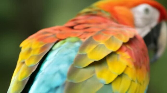 Vibrant macaw plumage close up colorful parrot feathers detailed pattern