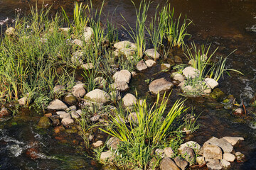 Small river island with stones and green grass. Aquatic plants growing among rocks in shallow water. Clear stream flowing gently around vegetation. Natural riverbank habitat with fresh greenery.