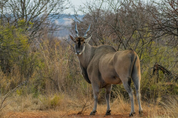 Cape Eland is the largest antelope taken in Rietvlei nature reserve