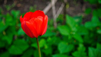 Obraz premium Vibrant red tulip in a garden setting.