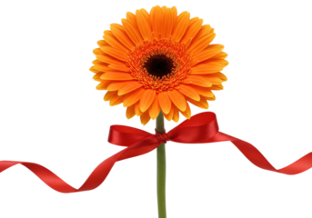 Celebratory orange gerbera flower with red ribbon studio setting floral arrangement bright and cheerful. Cut out png