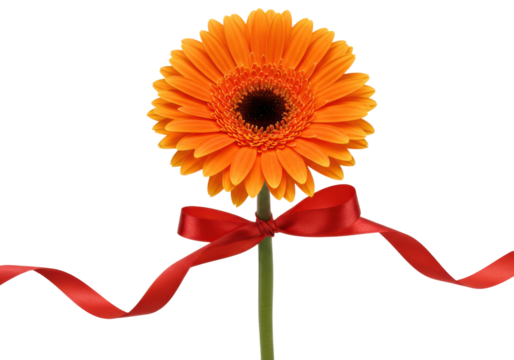 Celebratory orange gerbera flower with red ribbon studio setting floral arrangement bright and cheerful. Cut out png