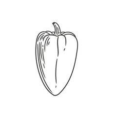 Original hand-drawn illustration of a spicy poblano pepper in a minimalist style. Illustrations for posters, cards, and graphic design.