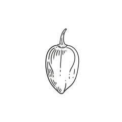 Original hand-drawn illustration of a spicy habanero pepper in a minimalist style. Illustrations for posters, cards, and graphic design.