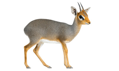 Obraz premium Side view of a small antelope. Profile shot