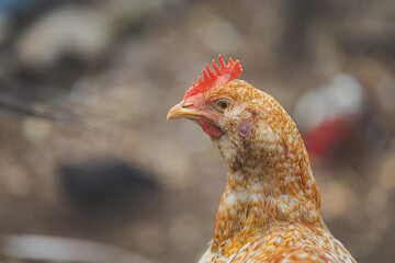 close up of a chicken