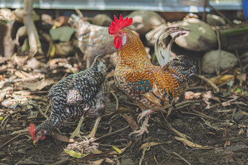 rooster in the farm
