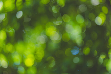 green bokeh background