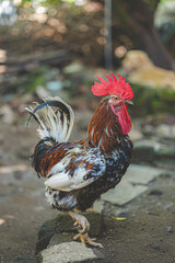 rooster in the farm