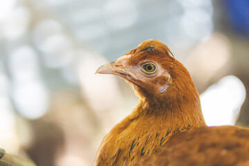 close up of a chicken