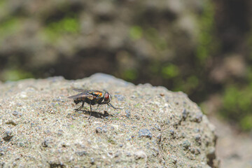 fly resting on a rock