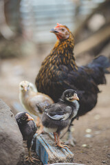 chicken on the farm
