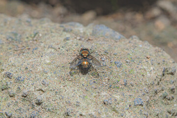 fly resting on a rock