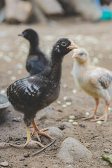 little chicken in alert