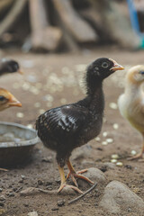 chicken in the farm