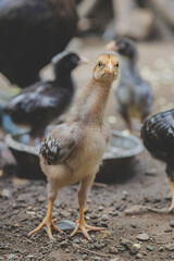 little chicken in alert