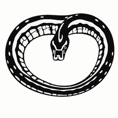 Bolivian Anaconda Image