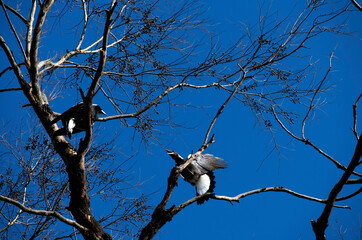 Australian Magpie (Gymnorhina tibicen)