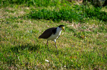 Australian Masked Lapwing ( Vanellus miles)