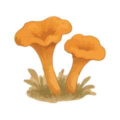 Illustration of two chanterelle mushrooms