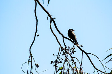Australian Noisy Miner (Manorina melanocephala)