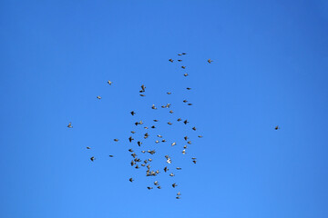 Rock Pigeons (Columba livia) flying
