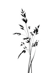 Obraz premium Black silhouette of a grass stalk with seeds isolated on a transparent background