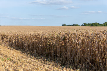 Golden wheat field stretches under a clear sky during late summer harvest season in rural landscape
