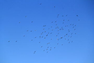 Rock Pigeons (Columba livia) flying