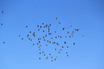 Rock Pigeons (Columba livia) flying