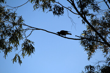 Silhouette of Australian Magpie (Gymnorhina tibicen)