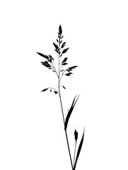 Naklejka premium A single stalk of grass with seeds, isolated on transparent background