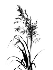Obraz premium Silhouette of a tall reed grass plant isolated on transparent background