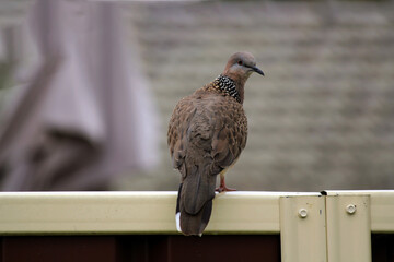 Spotted Dove (Spilopelia chinensis)
