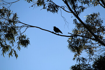 Silhouette of Australian Magpie (Gymnorhina tibicen)