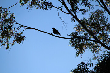 Silhouette of Australian Magpie (Gymnorhina tibicen)
