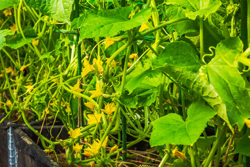 Close up view of cucumber plants with yellow flowers and green leaves growing in greenhouse. Sweden.