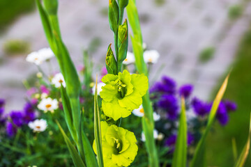 Fototapeta premium Close up of green gladiolus flowers blooming among colorful garden plants in garden villa. Sweden.