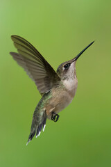 Female Ruby-throated hummingbird in flight