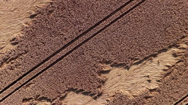 Drone footage showing a golden wheat field with visible damage, irregular bare patches, and tractor tire tracks forming parallel lines across the landscape.