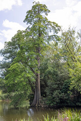 Ciprés de los pantanos (Taxodium distichum), también conocido como ciprés calvo