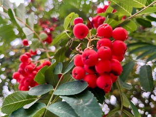Close up of red rowan berries on a branch. autumn seasonal fruit, nature background, fresh mountain