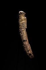 Engravings on a mammoth tusk against a black background.
