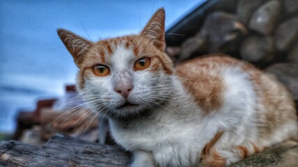 Kot © Krystian
