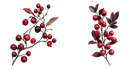 Two branches of red berries, one with more berries than the other