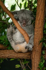 koala in tree