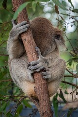 koala in tree
